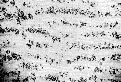 . 48.    (1002' . ., 16529' . .,  1640 ).       .  ,     , , -,  .  ,         .